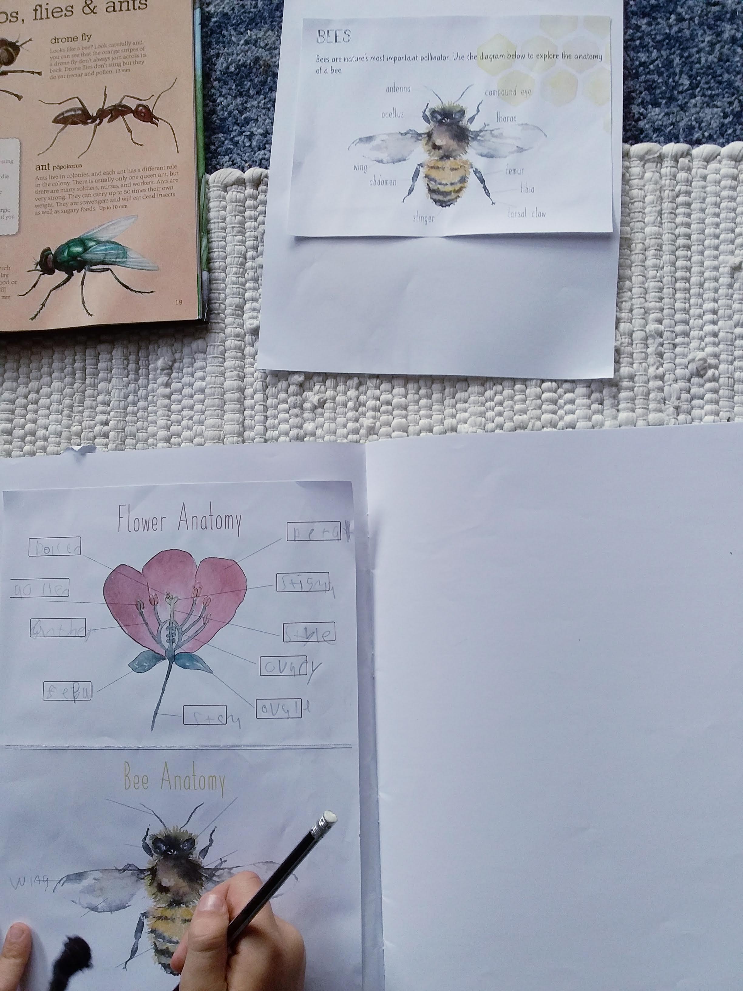 bee pollination diagram