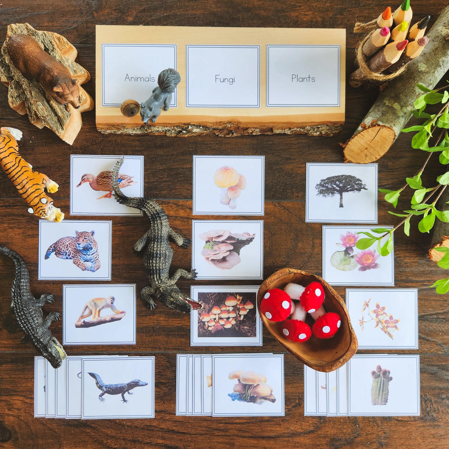 Plants, Animal, Fungi Sorting - montessorikiwi