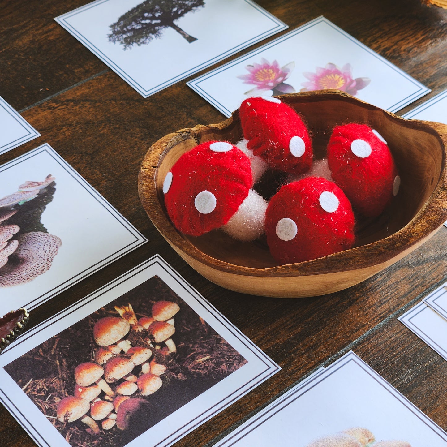 Plants, Animal, Fungi Sorting - montessorikiwi