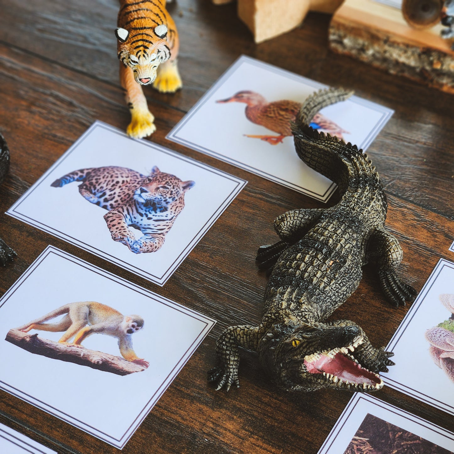 Plants, Animal, Fungi Sorting - montessorikiwi