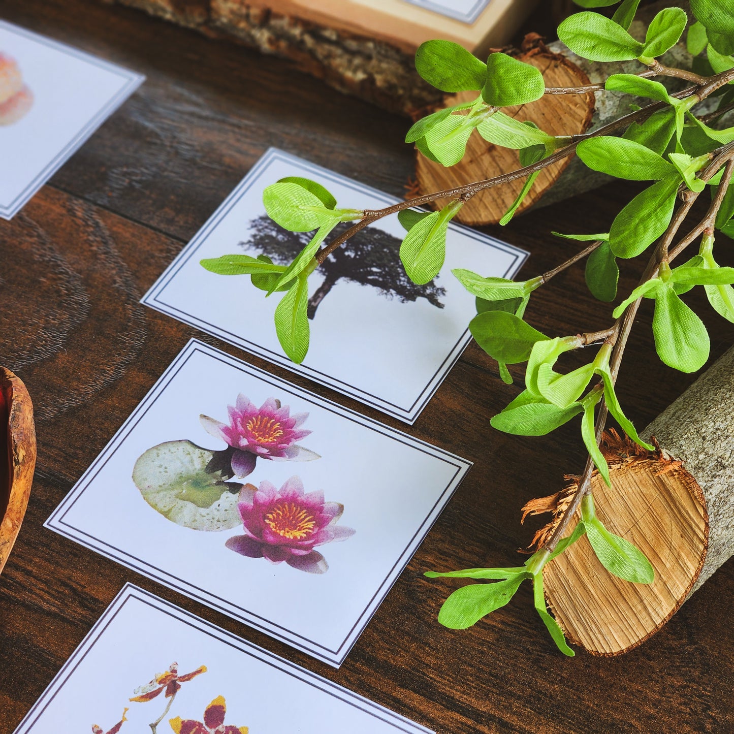 Plants, Animal, Fungi Sorting - montessorikiwi
