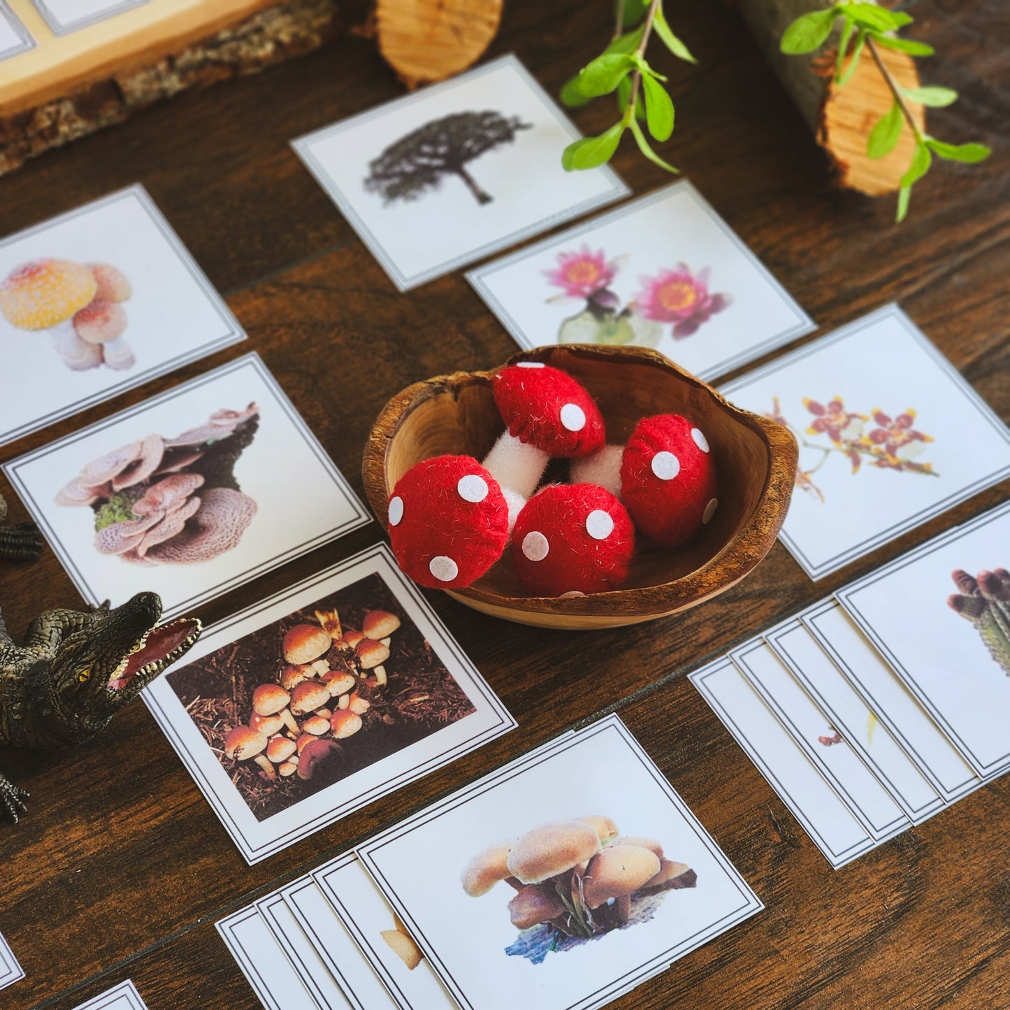 Plants, Animal, Fungi Sorting - montessorikiwi