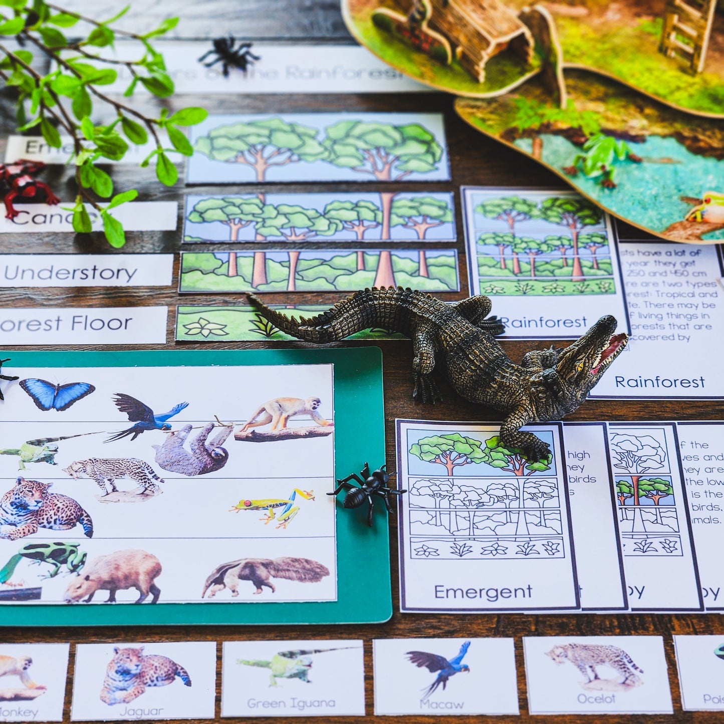 Rainforest Layers - montessorikiwi