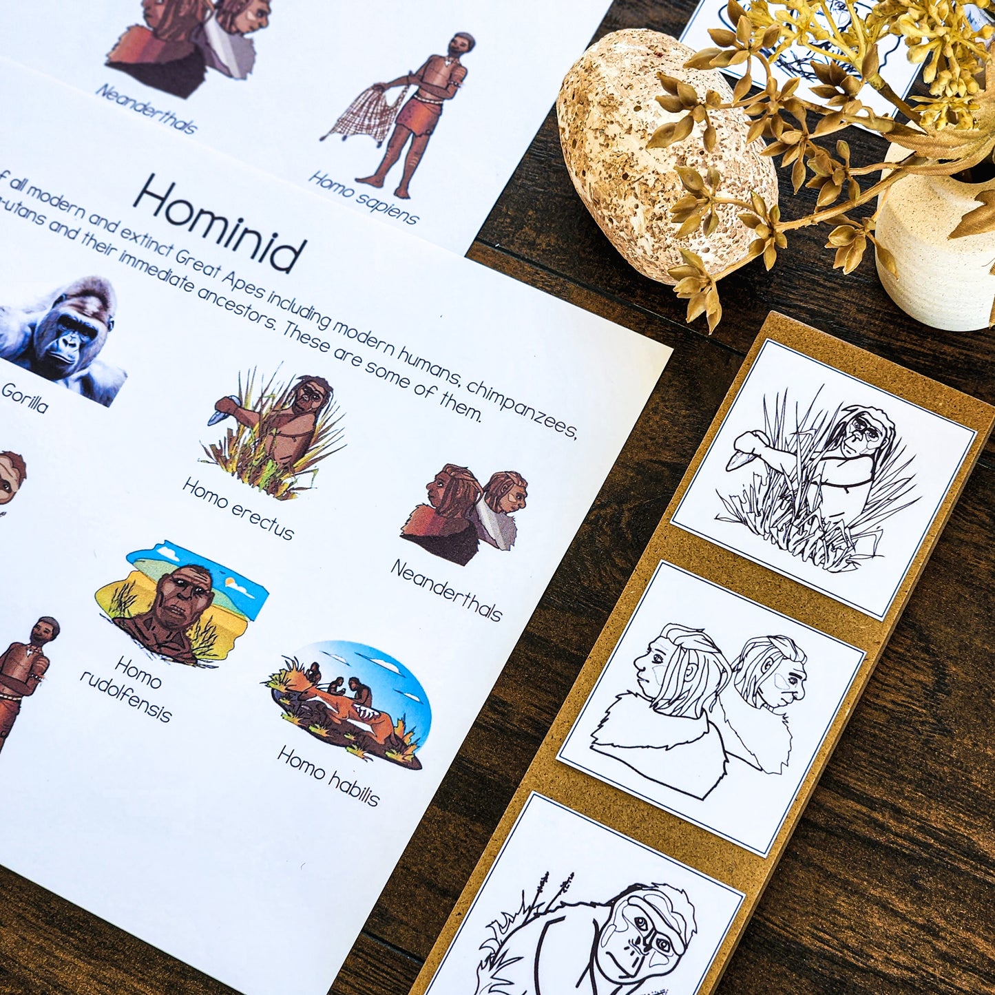 Hominin or Hominid posters or picture sort (cosmic) - montessorikiwi