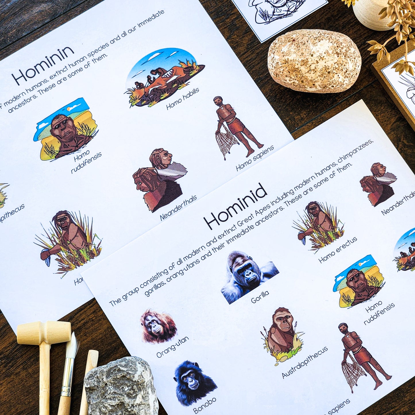 Hominin or Hominid posters or picture sort (cosmic) - montessorikiwi