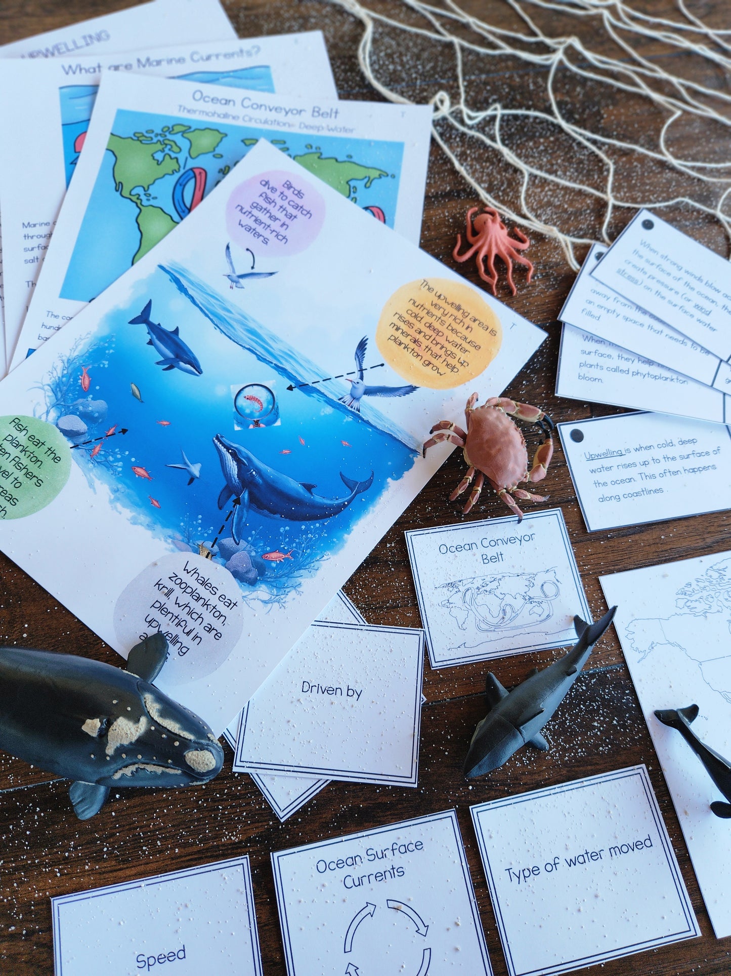 Ocean Currents Activities