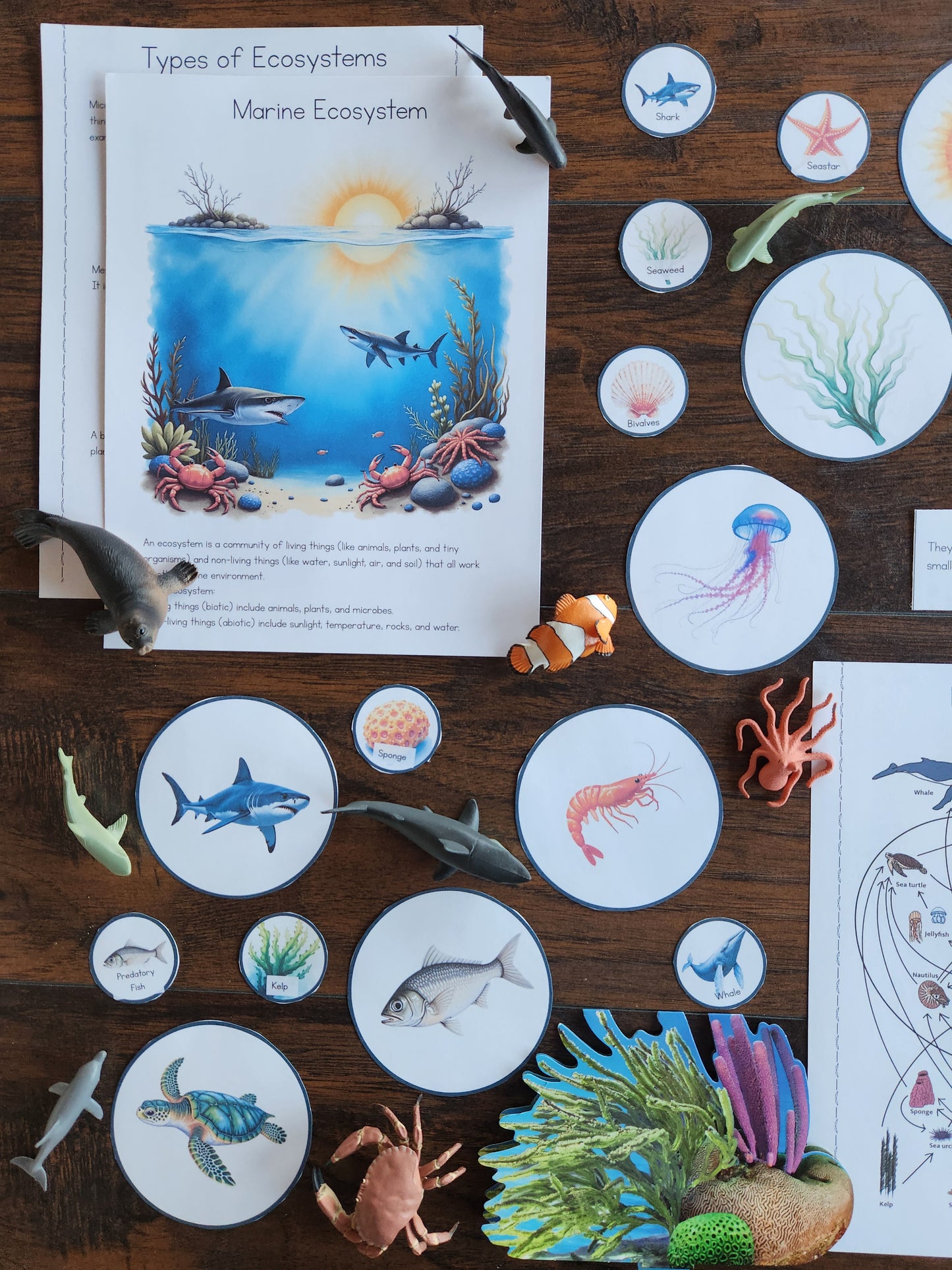 Marine Ecology Activities