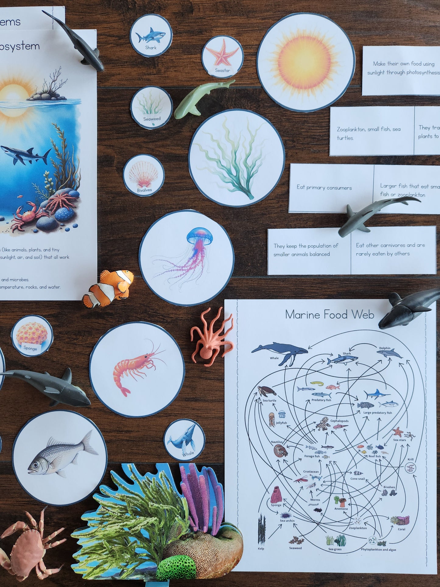 Marine Ecology Activities