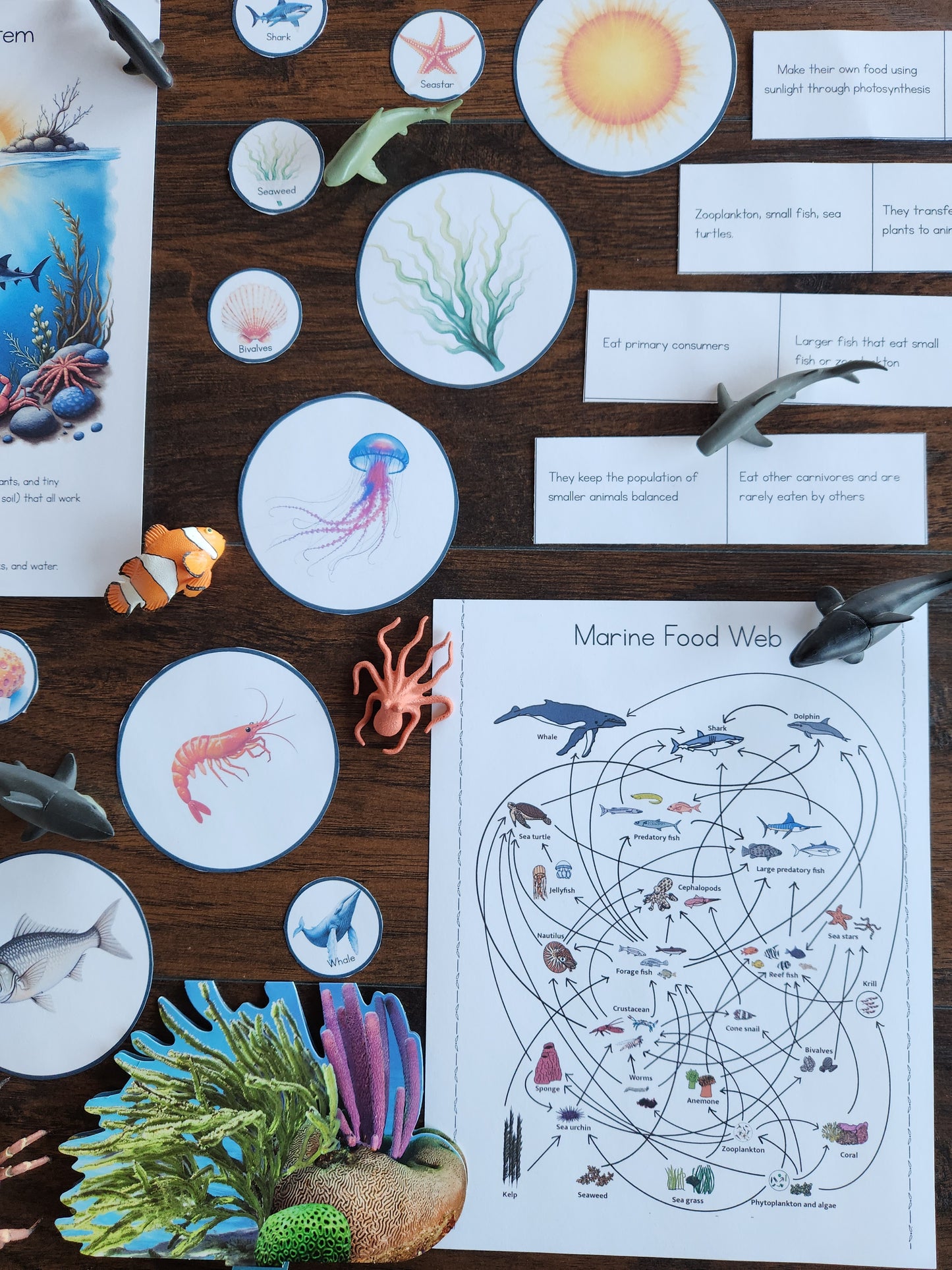 Marine Ecology Activities