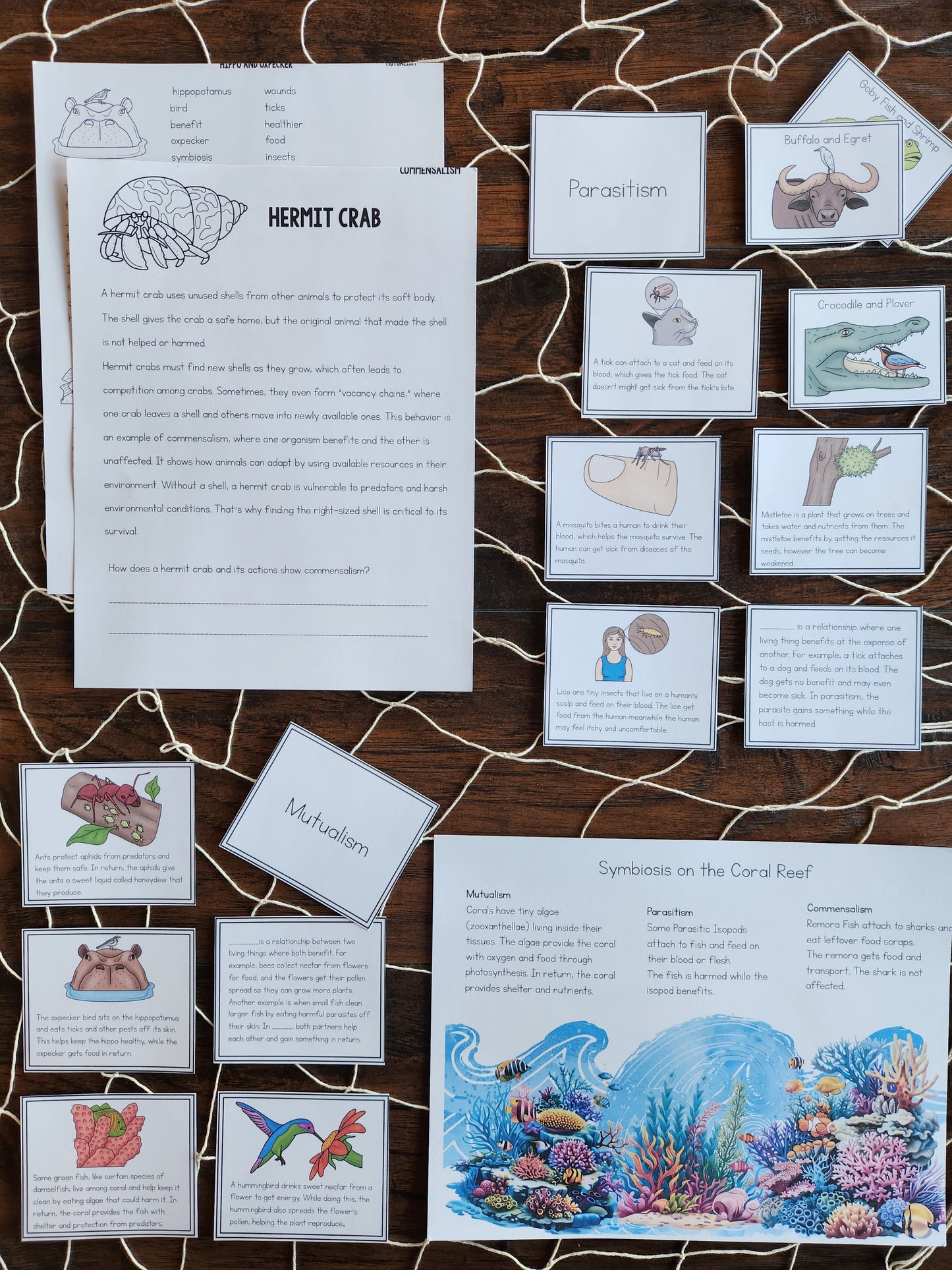 Montessori Aligned Symbiosis Activities