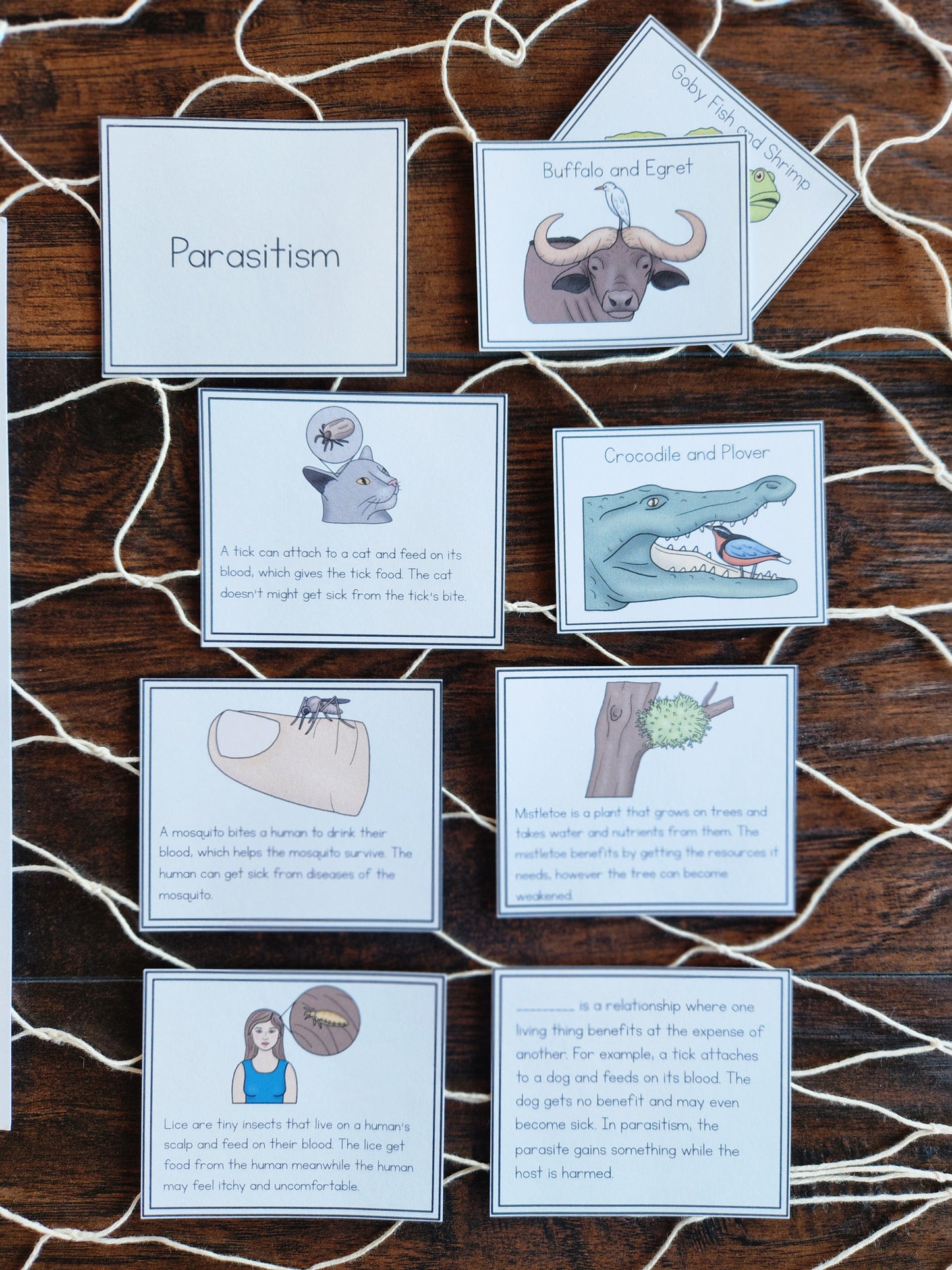 Montessori Aligned Symbiosis Activities