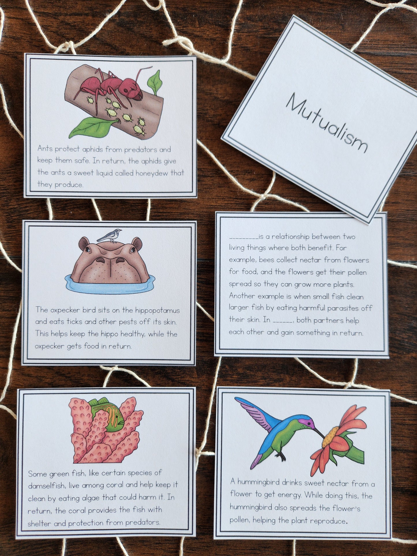 Montessori Aligned Symbiosis Activities