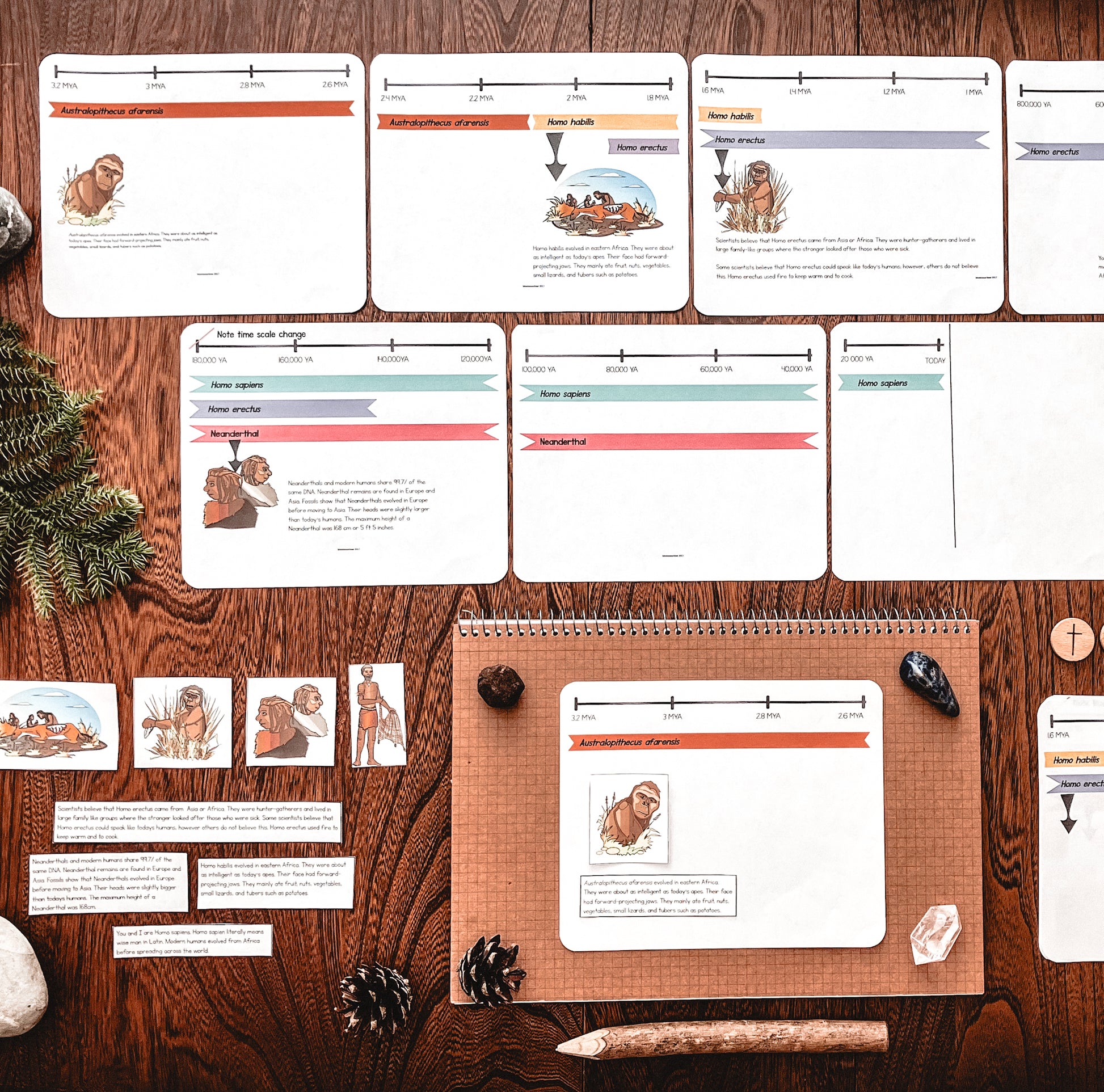 Timeline of early Hominins (cosmic) - montessorikiwi