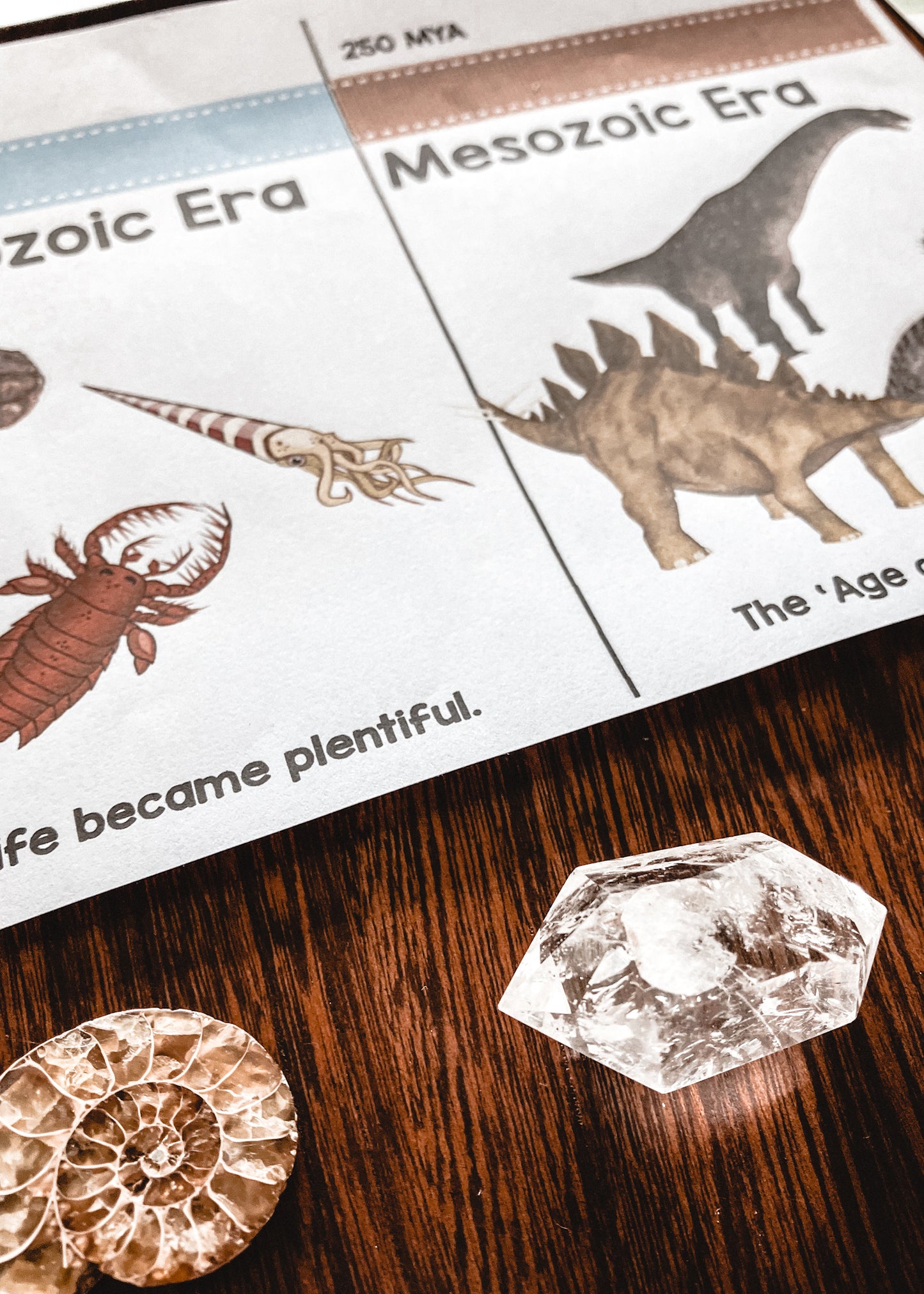 Montessori Clock of Eras timeline of life (cosmic) - montessorikiwi
