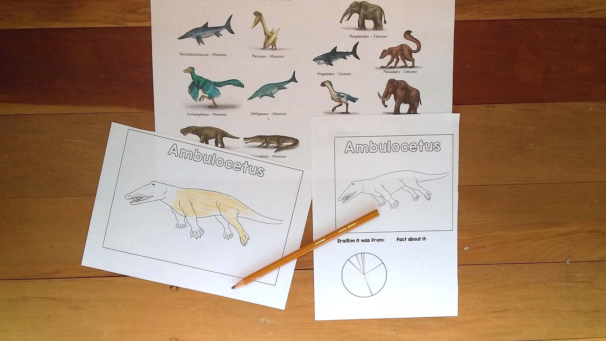 Paleozoic, Mesozoic, & Cenozoic Activities Bundle - montessorikiwi