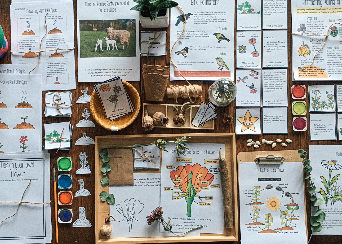 Montessori Inspired Pollination Resource - montessorikiwi