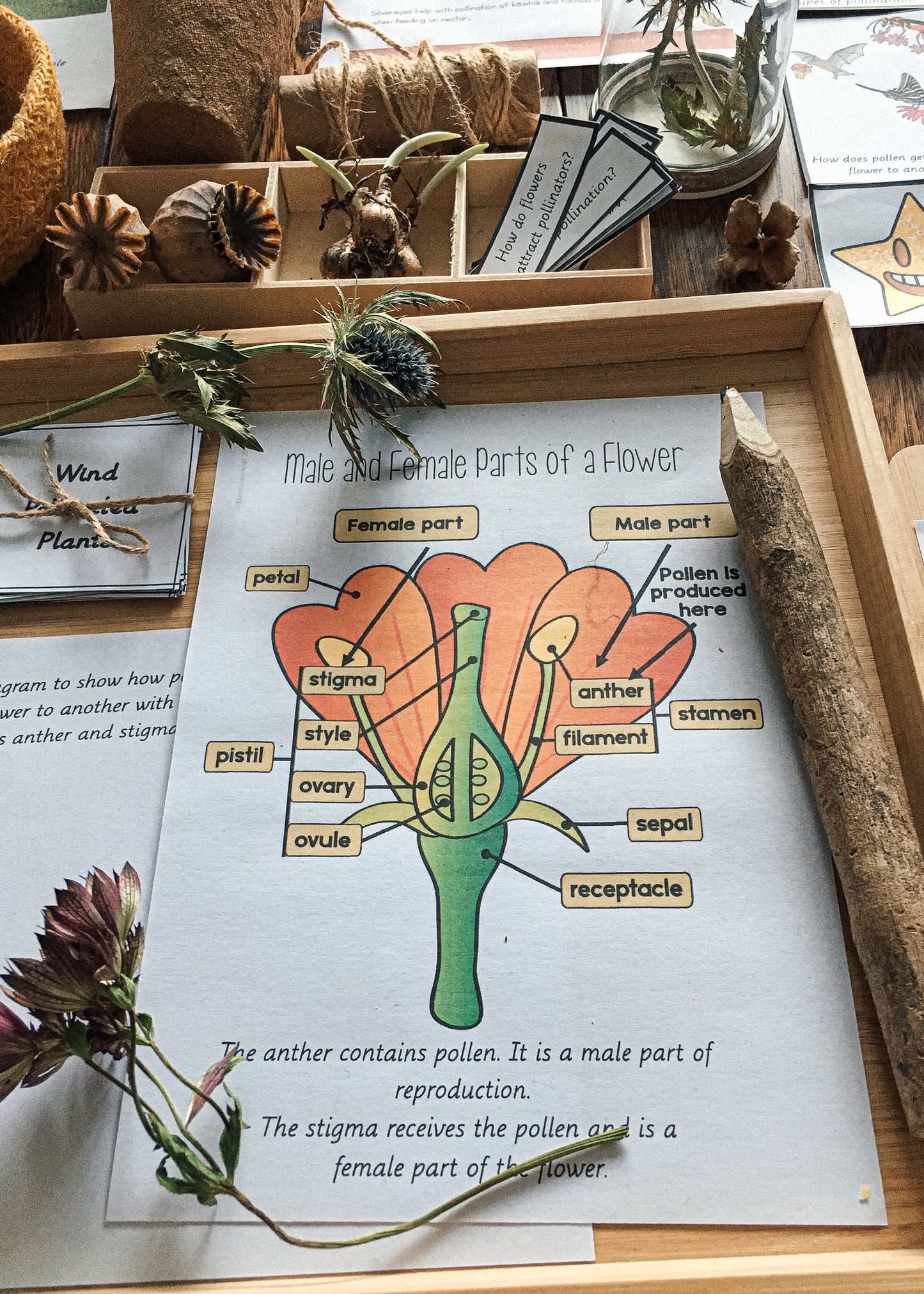 Montessori Inspired Pollination Resource - montessorikiwi