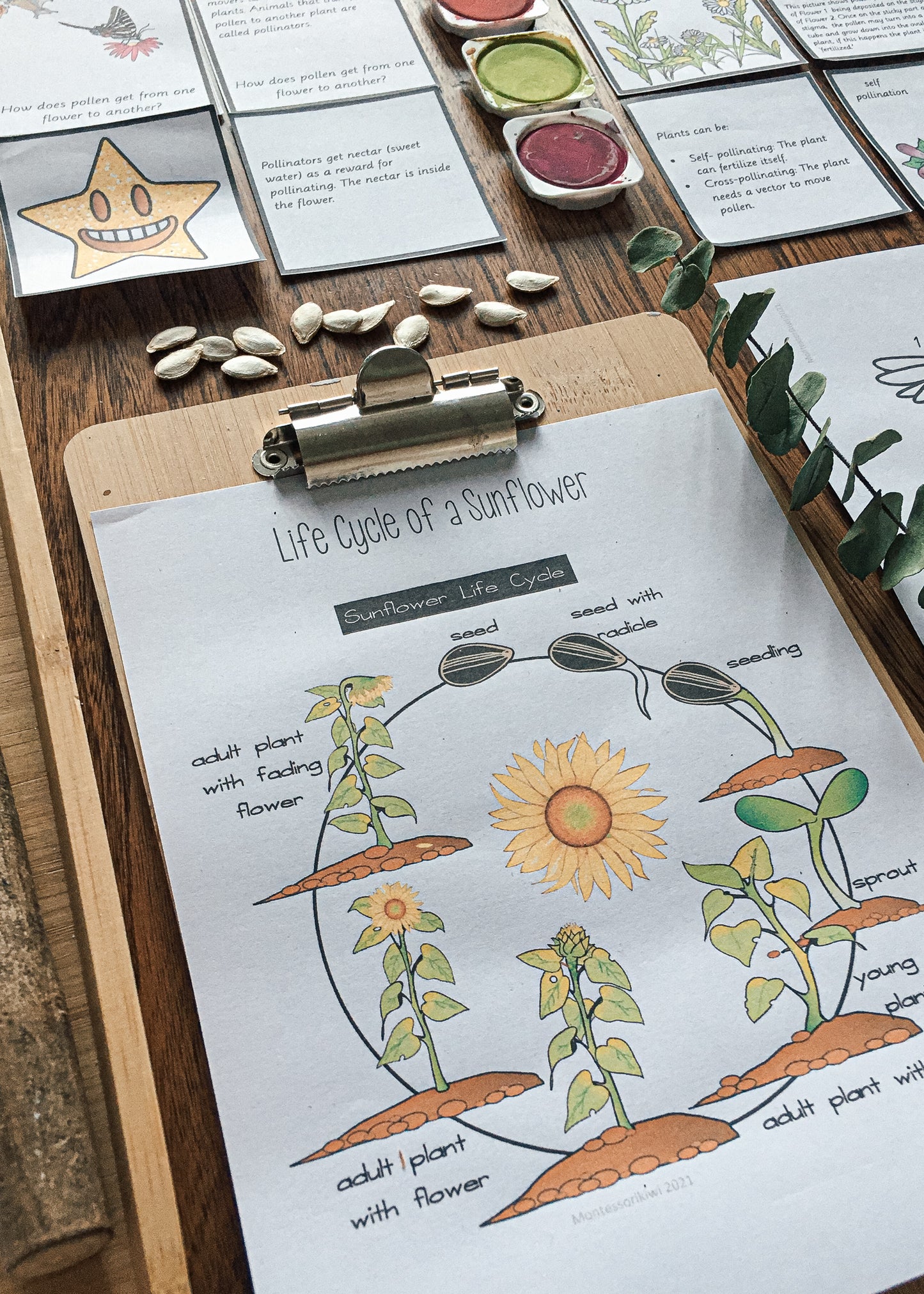 Montessori Inspired Pollination Resource - montessorikiwi