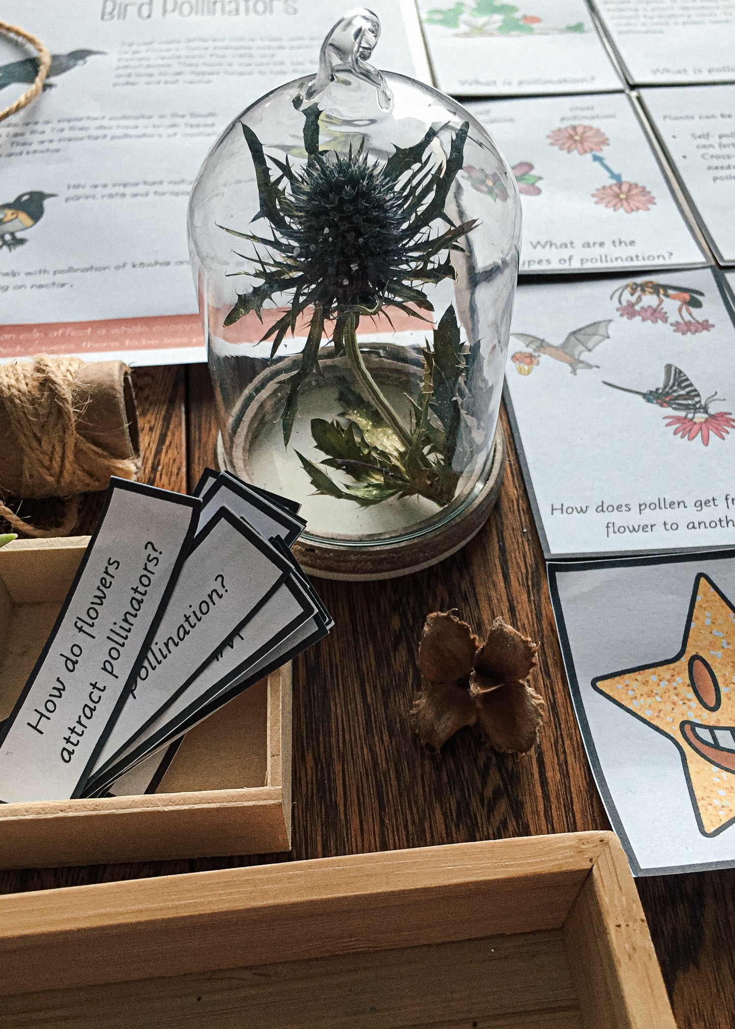 Montessori Inspired Pollination Resource - montessorikiwi