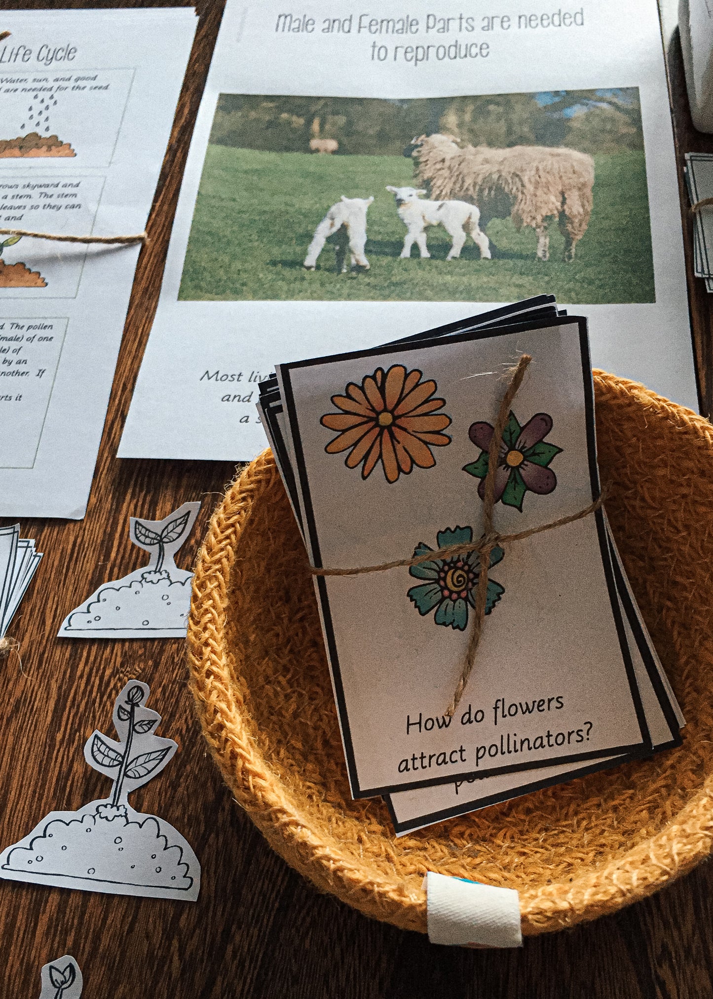 Montessori Inspired Pollination Resource - montessorikiwi
