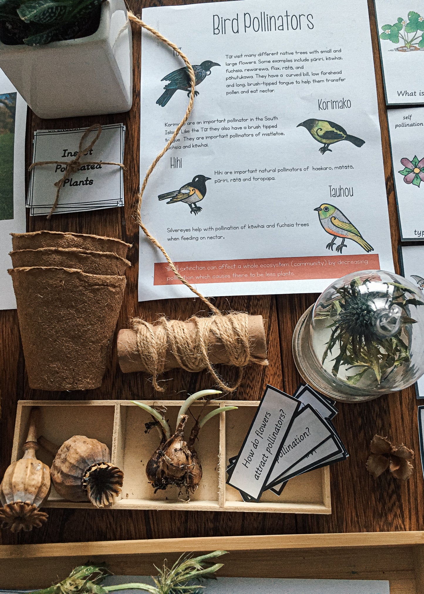 Montessori Inspired Pollination Resource - montessorikiwi