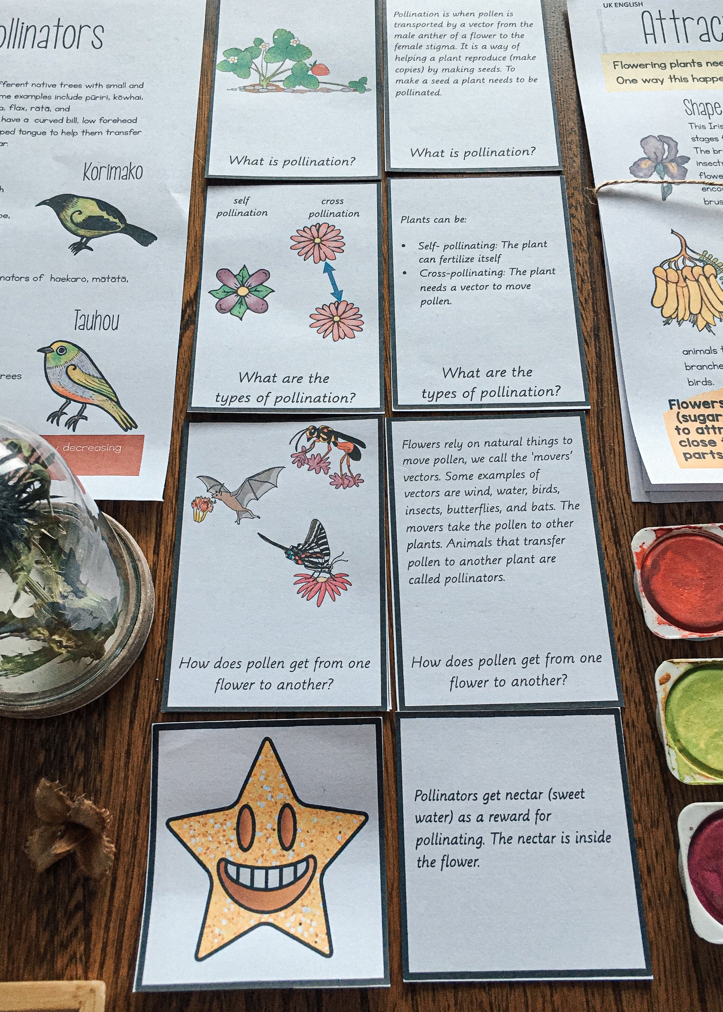 Montessori Inspired Pollination Resource - montessorikiwi