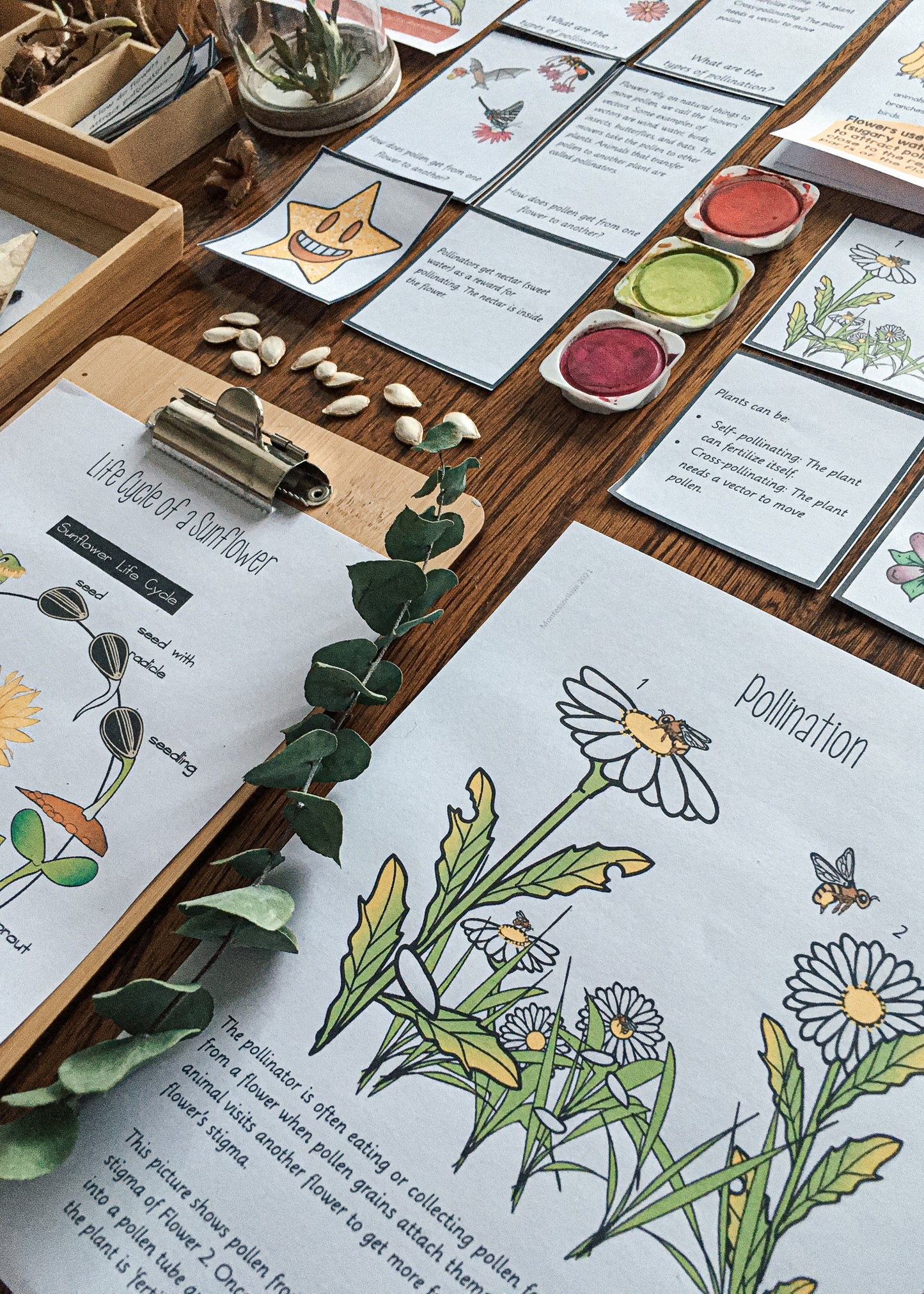 Montessori Inspired Pollination Resource - montessorikiwi