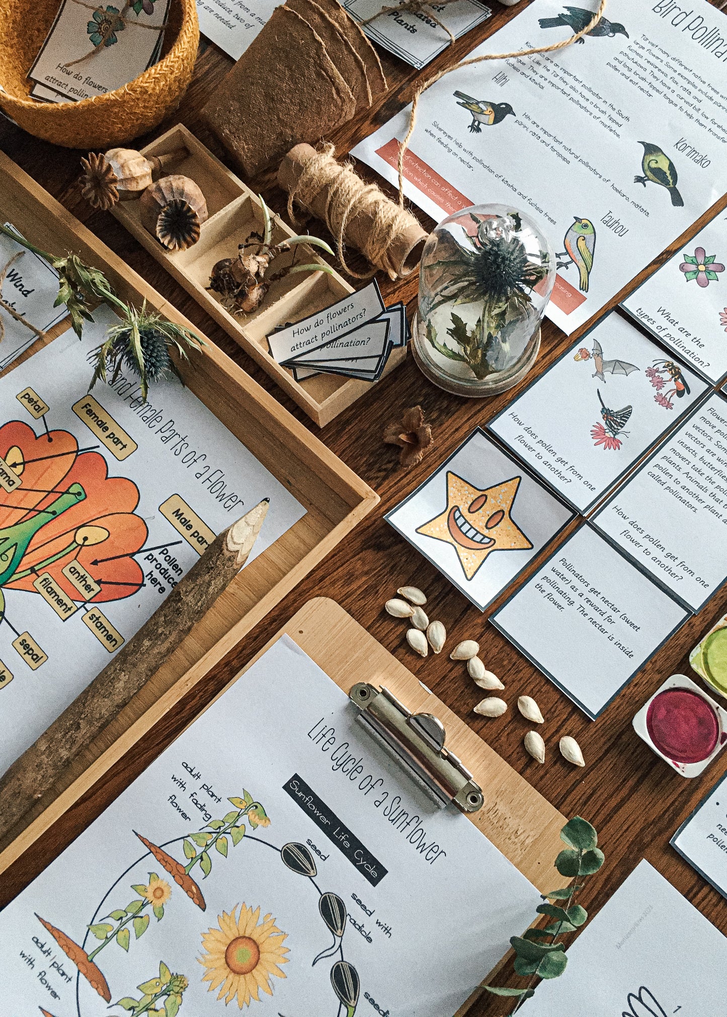 Montessori Inspired Pollination Resource - montessorikiwi