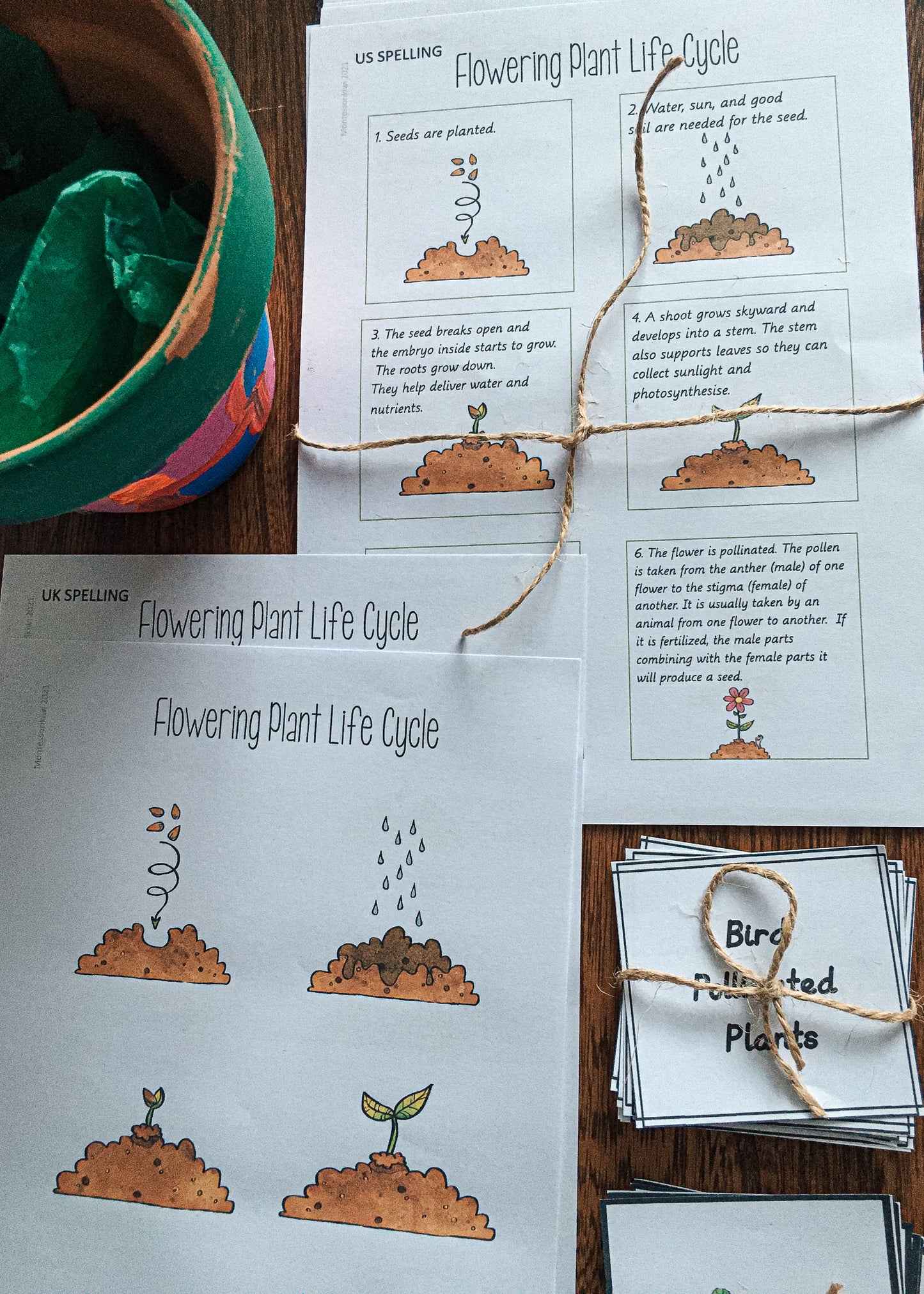 Montessori Inspired Pollination Resource - montessorikiwi