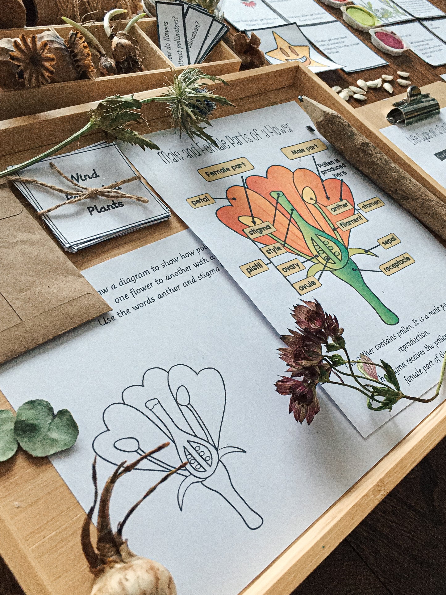 Montessori Inspired Pollination Resource - montessorikiwi