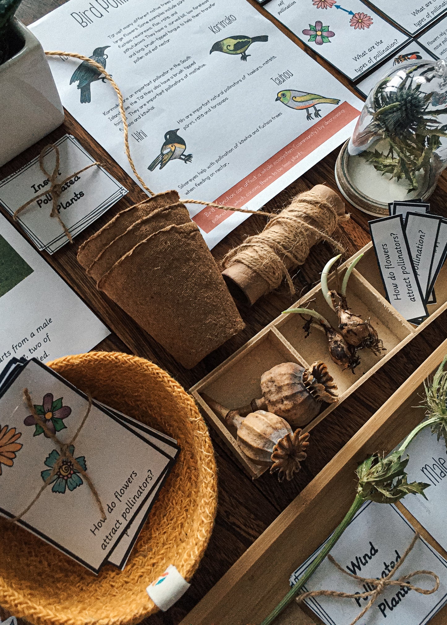 Montessori Inspired Pollination Resource - montessorikiwi