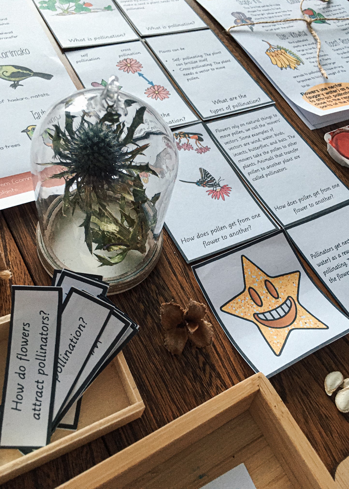 Montessori Inspired Pollination Resource - montessorikiwi