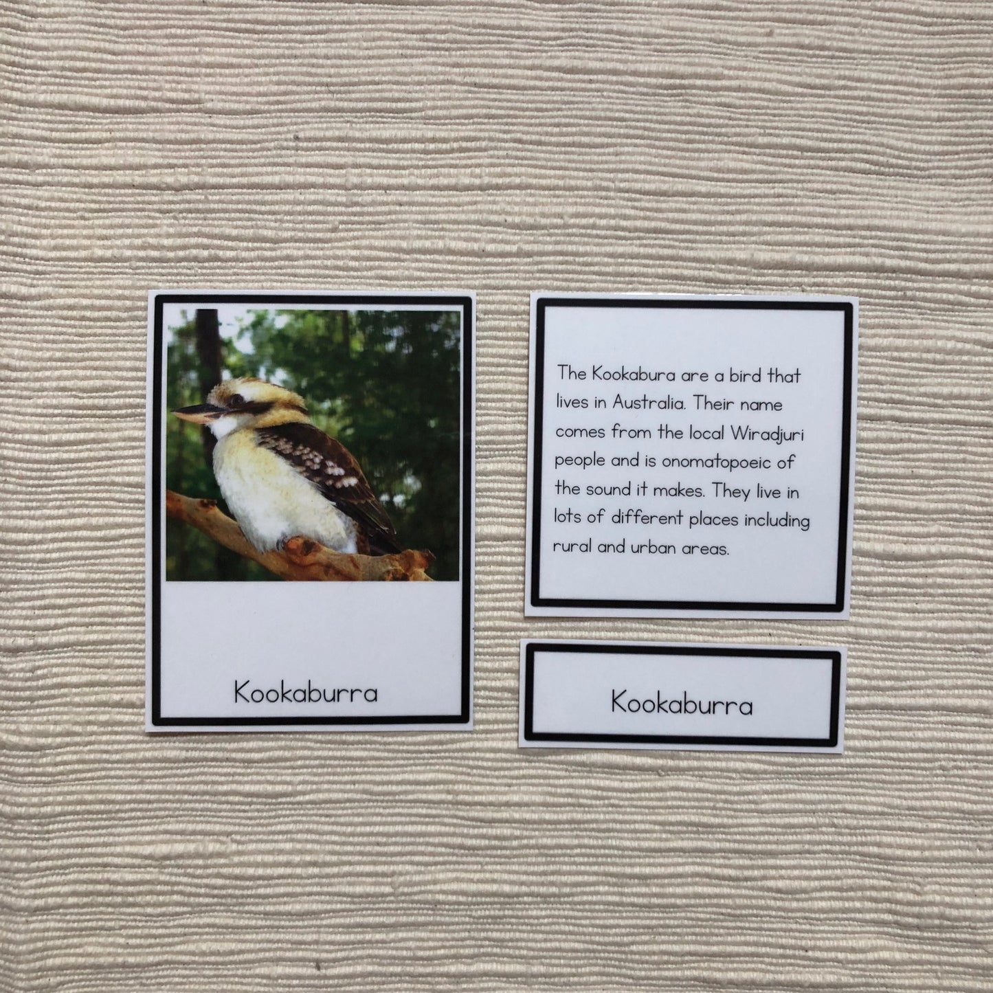 Oceania animals - montessorikiwi