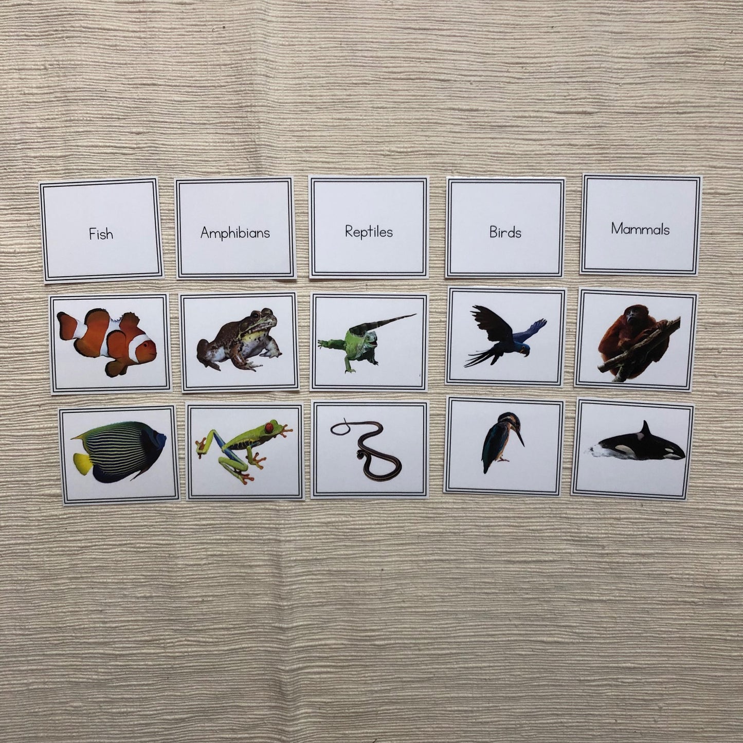 Vertebrate Sorting Activity - montessorikiwi