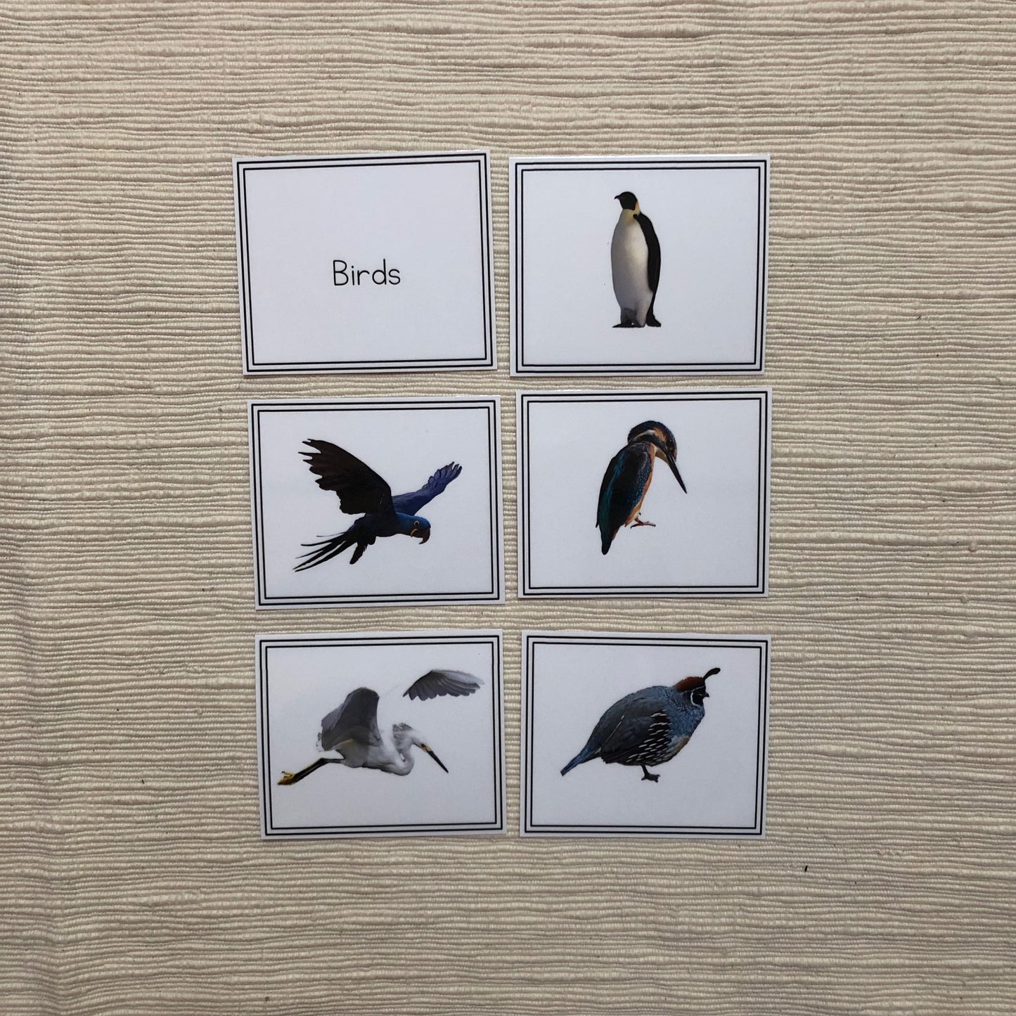 Vertebrate Sorting Activity - montessorikiwi
