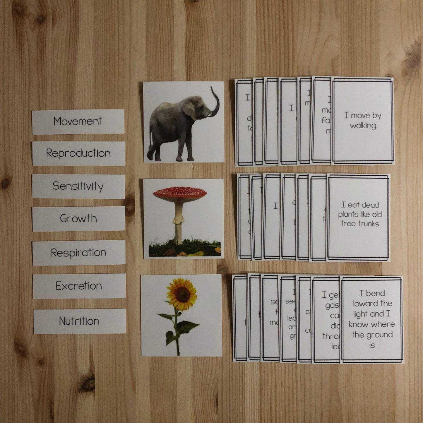 MRS GREN comparison between fungi, animal and plants - montessorikiwi