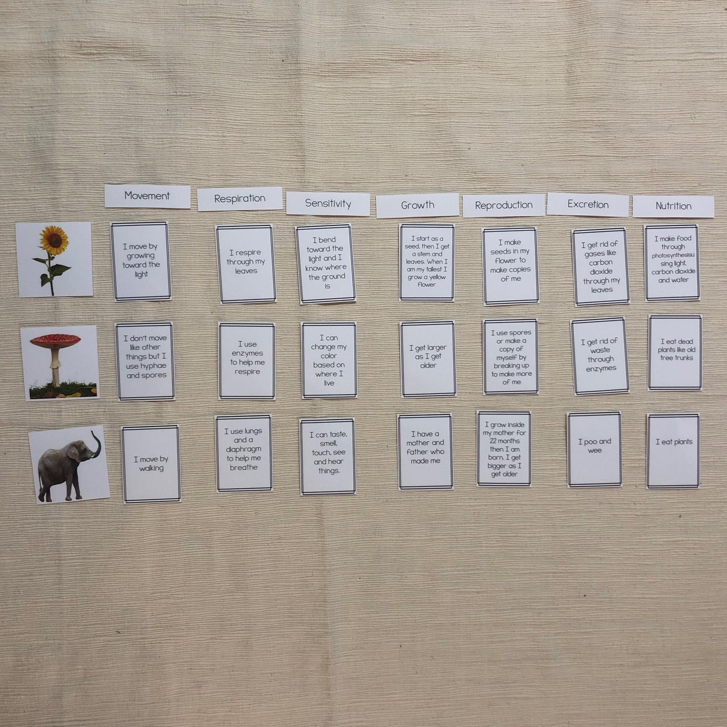 MRS GREN comparison between fungi, animal and plants - montessorikiwi
