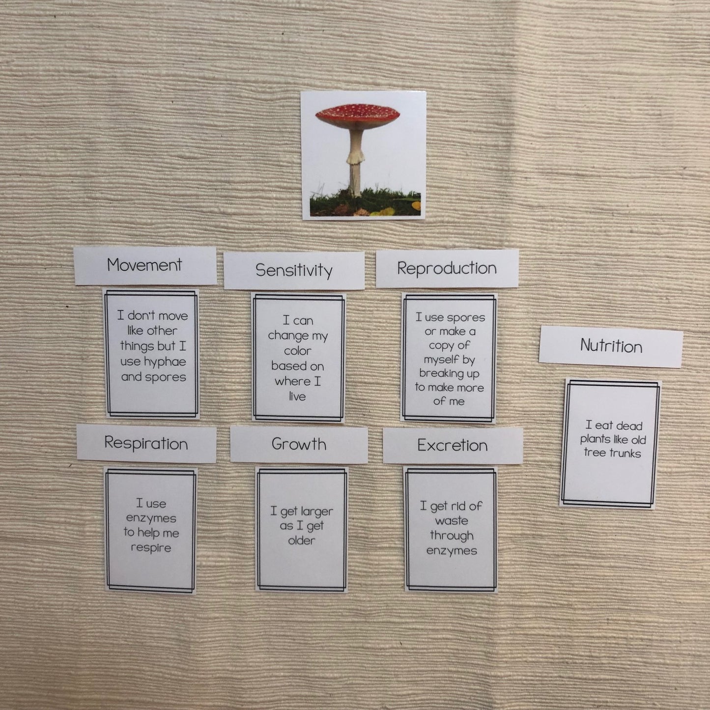 MRS GREN comparison between fungi, animal and plants - montessorikiwi