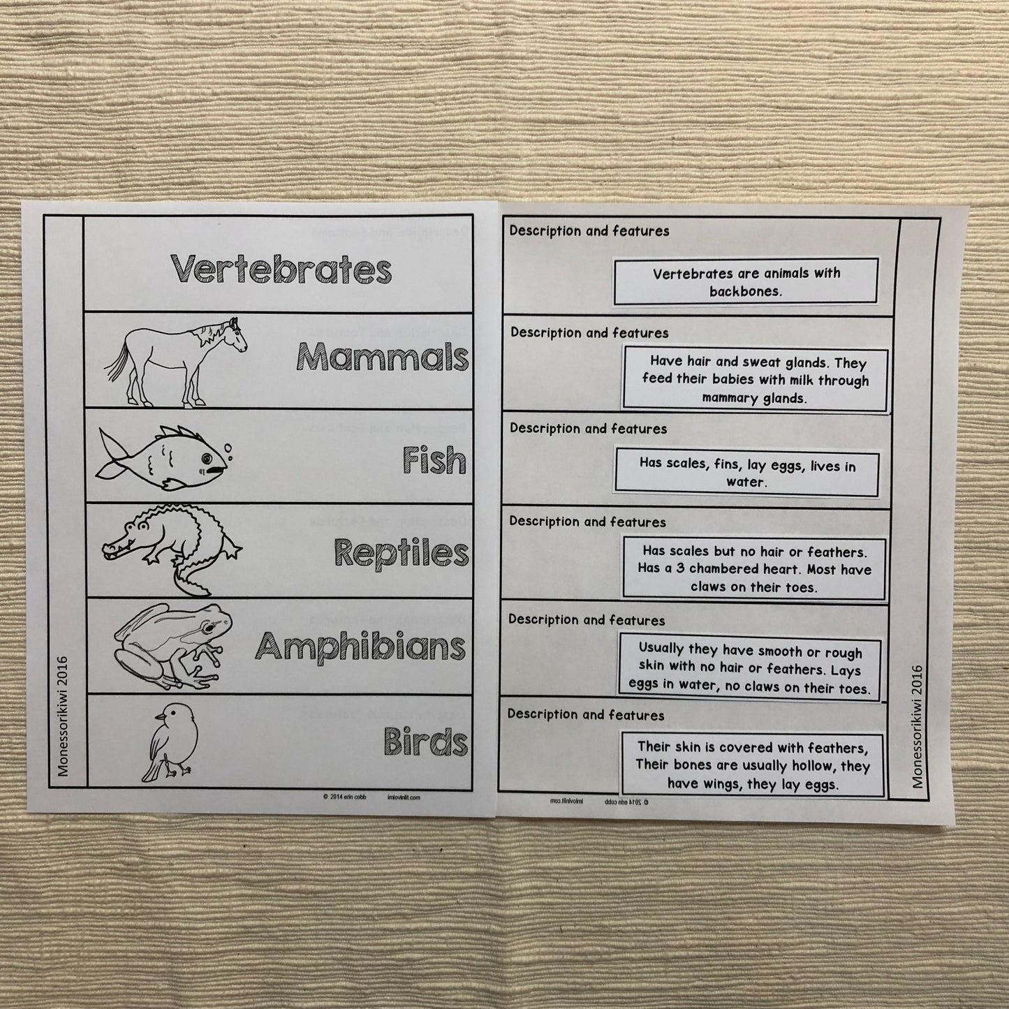 Vertebrate Book - montessorikiwi