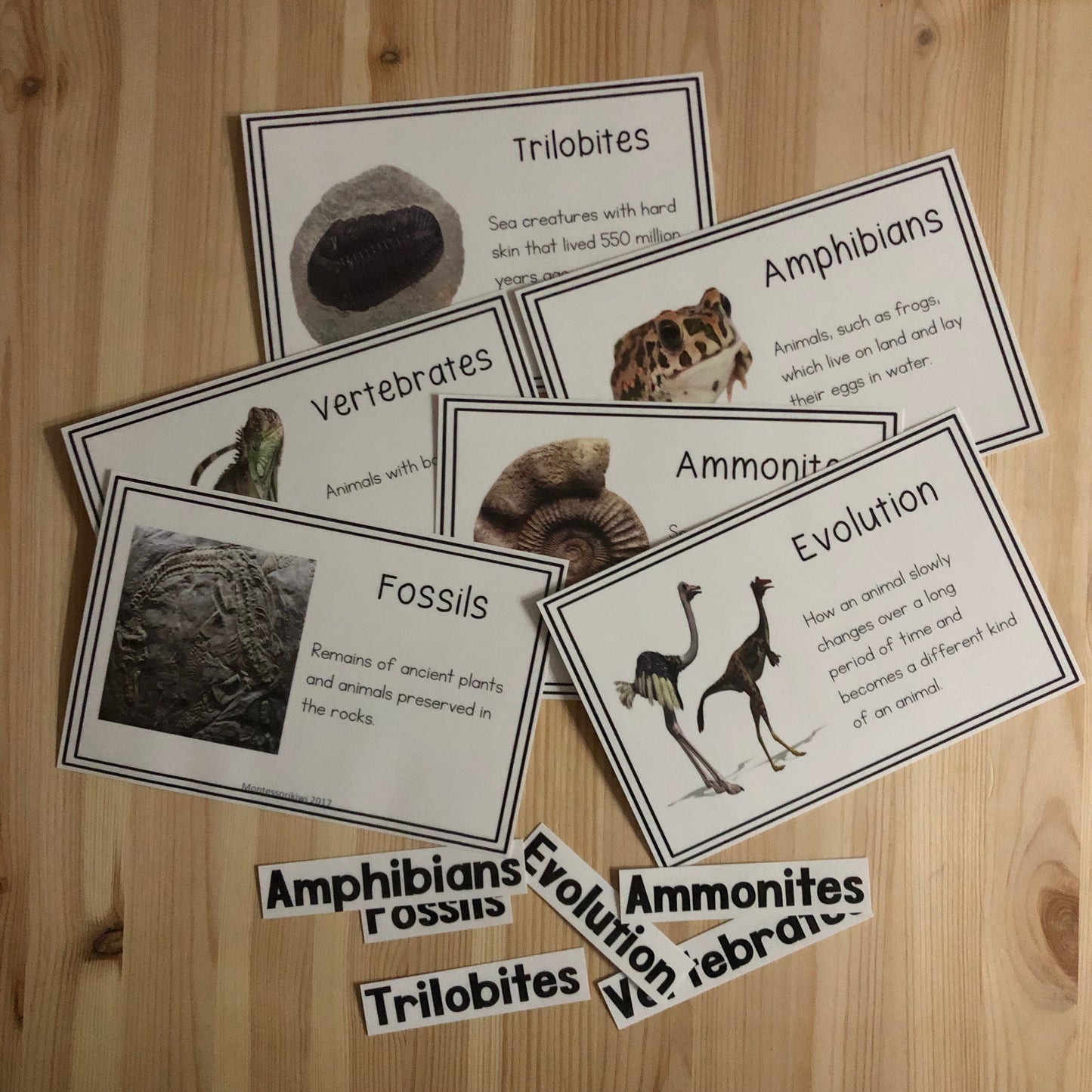 Vocab words for Second Great Story (cosmic) - montessorikiwi