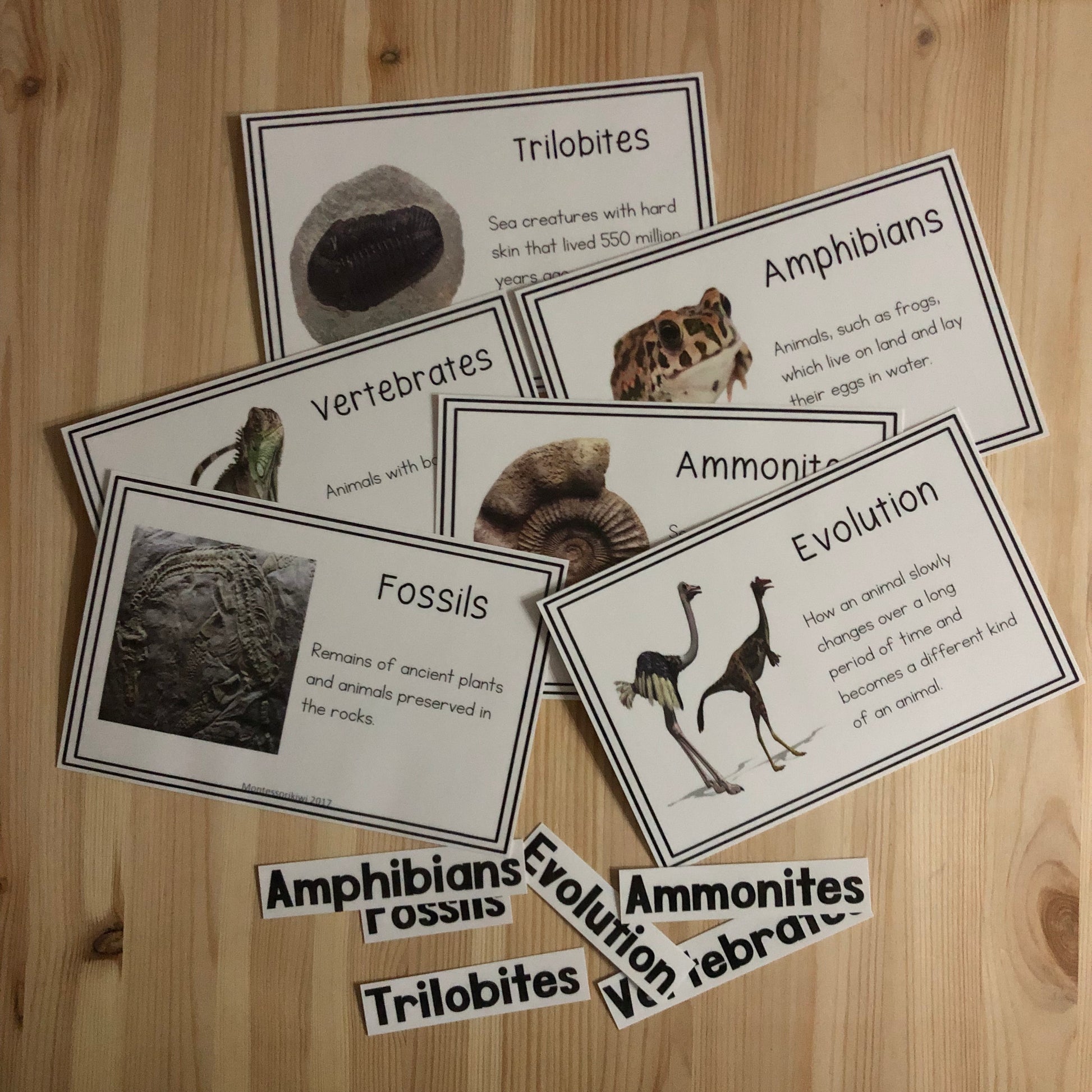Vocab words for Second Great Story (cosmic) - montessorikiwi