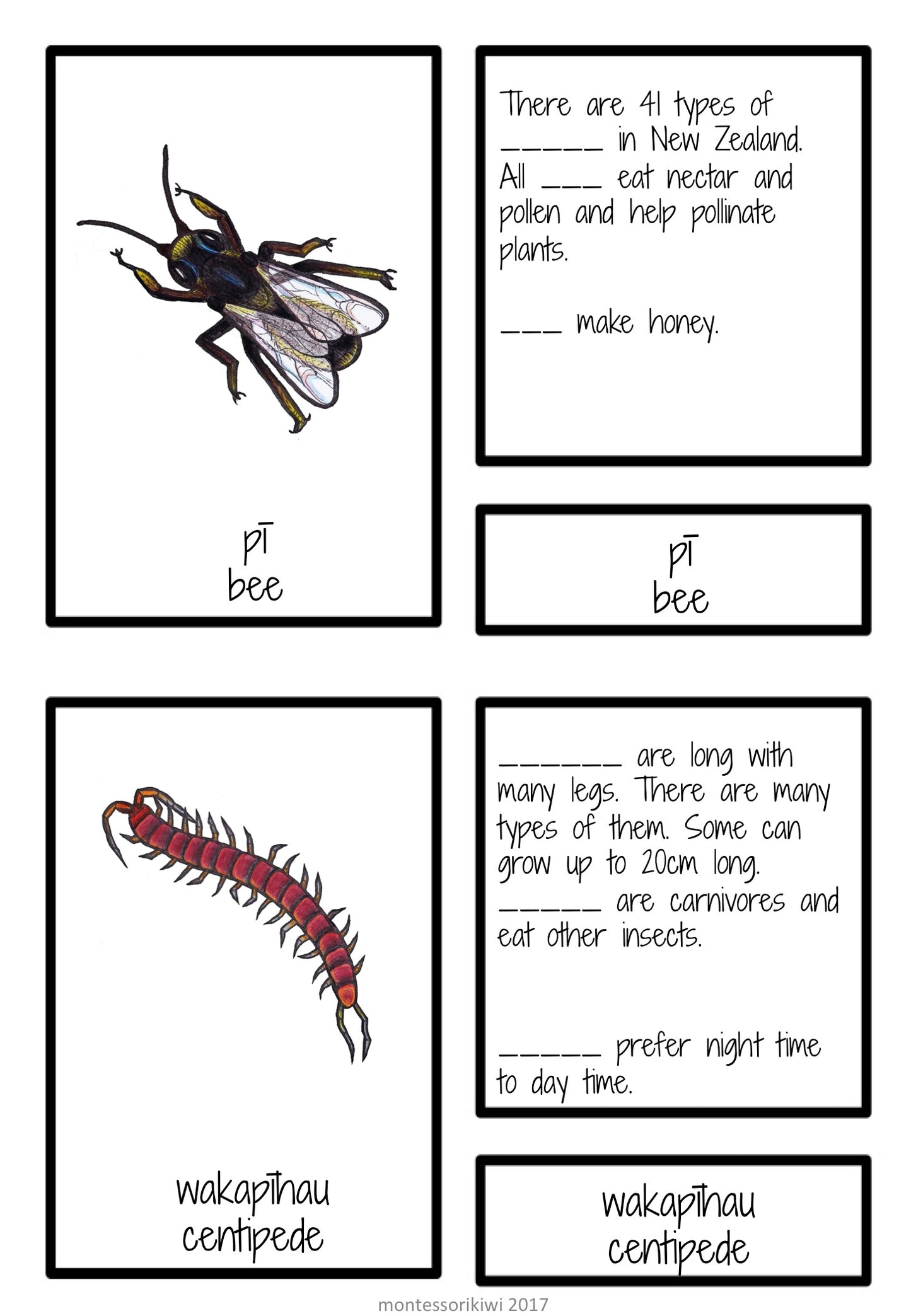 New Zealand invertebrate facts (Montessori inspired) - montessorikiwi