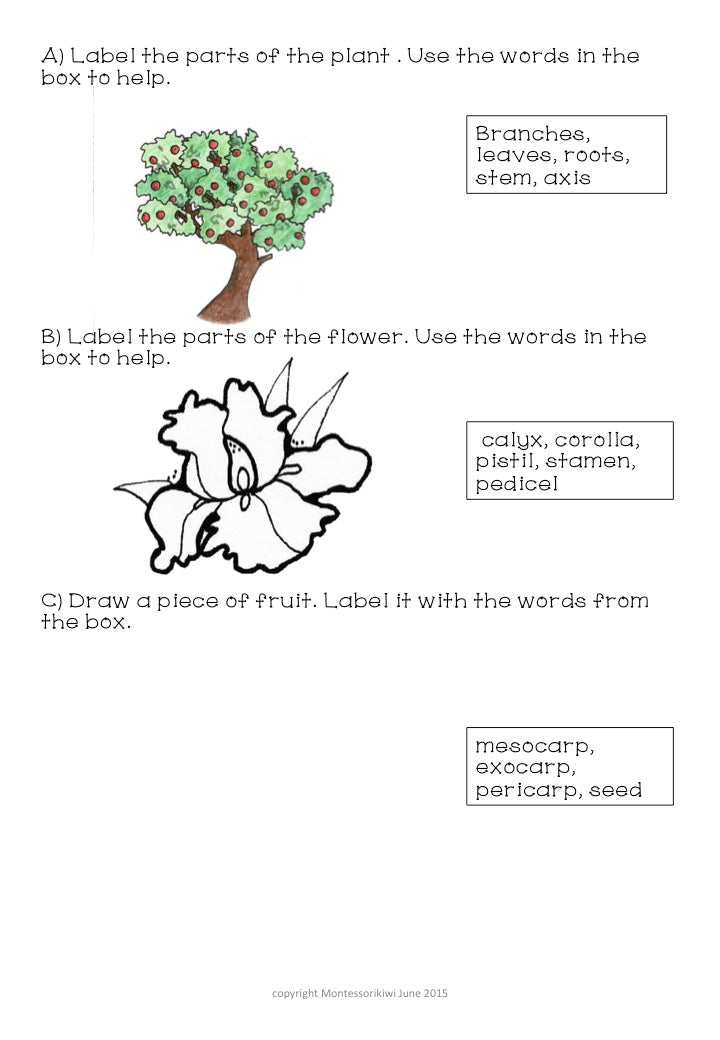 Montessori Botany Test for Assessment - montessorikiwi