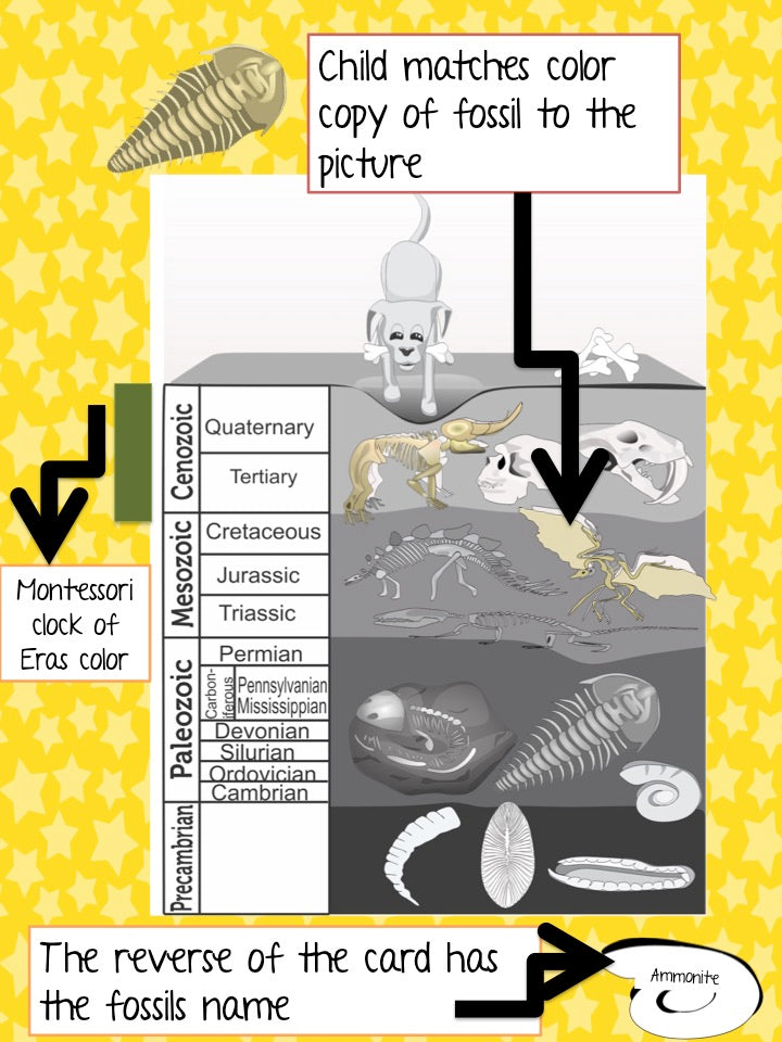 Fossils of Different Eras (cosmic) - montessorikiwi