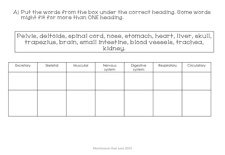 Montessori Human Body test for assessment - montessorikiwi