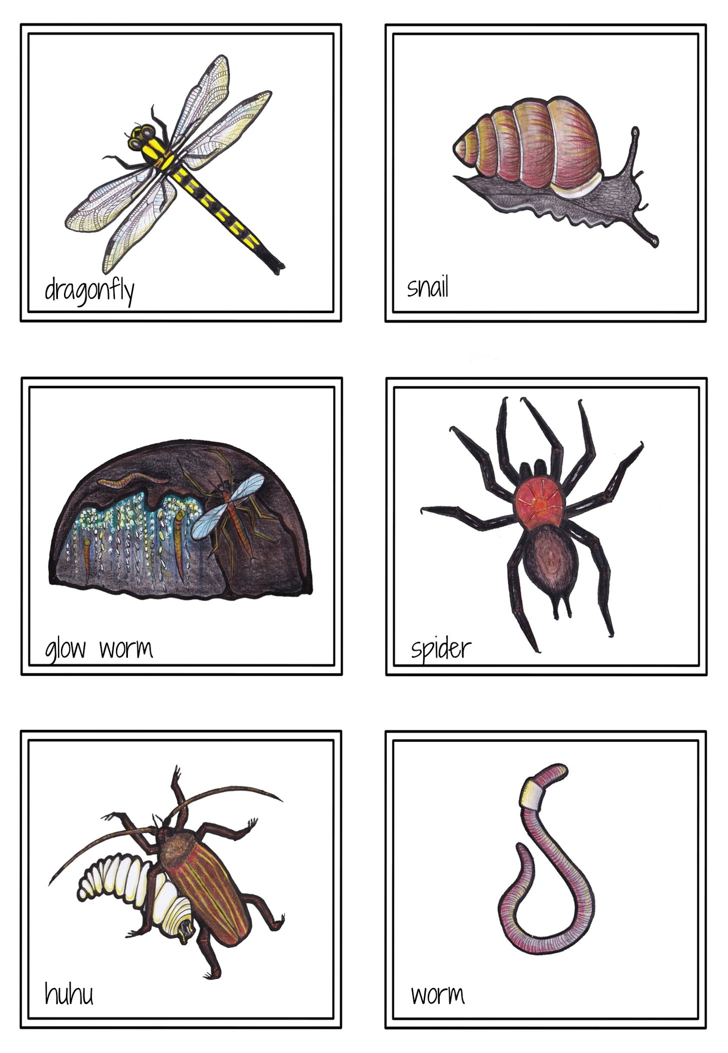 New Zealand Invertebrates - flies or crawls - montessorikiwi