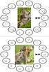 Maori Animal Activity pack - montessorikiwi