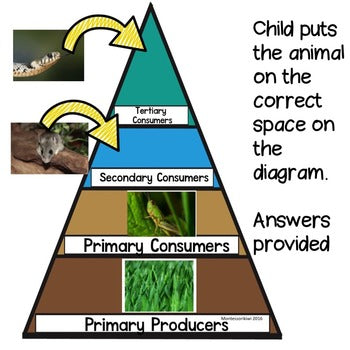 Trophic Pyramid: herbivores, omnivores and carnivores - montessorikiwi