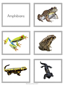 Vertebrate Sorting Activity - montessorikiwi