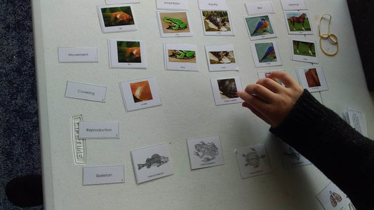 Following the Child in Montessori: Why I Sometimes Change My Lesson Plan